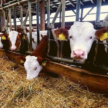 Video | Ajutor pentru crescătorii de bovine