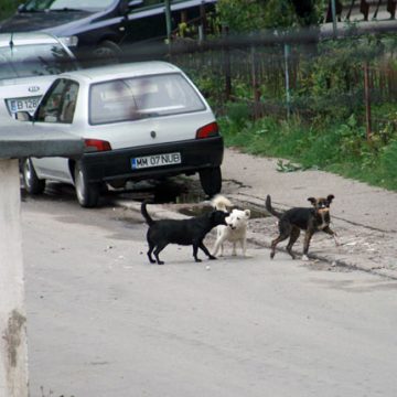 Direcția de Lucrări Publice alături de Poliția Locală Baia Sprie începe de mâine, 24 februarie, acțiuni de ridicare și identificare a câinilor