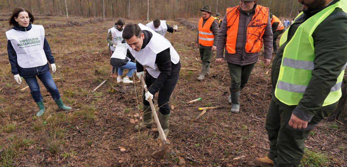 Prin campania ”Împădurim Maramureșul” anul acesta se vor planta 55.000 de copaci