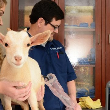 Călin Bota, PNL: Cabinetele veterinare trec în administrarea primăriilor