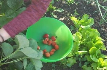 După muncă… și răsplată! Tinerii de la Centrul de abilitare și reabilitare pentru persoane cu dizabilități Călinești s-au bucurat de prima recoltă După muncă… și răsplată! Tinerii de la Centrul de abilitare și reabilitare pentru persoane cu dizabilități Călinești s-au bucurat de prima recoltă