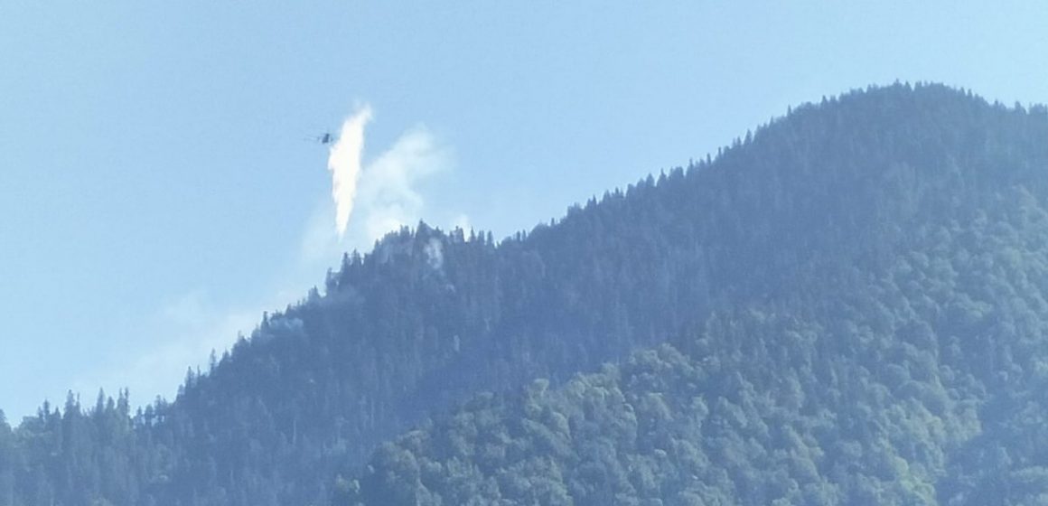 Video | Incendiu de fond forestier pe Valea Vișeului