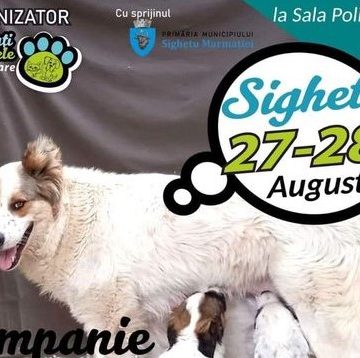 Campanie gratuită de sterilizare a câinilor