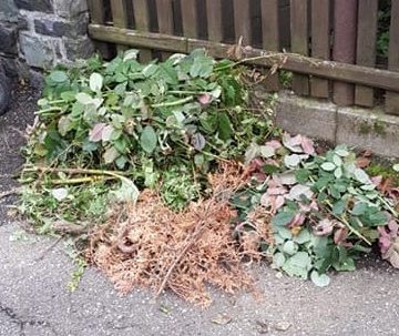 ADI Deșeuri: Reguli pentru colectarea deșeului vegetal ADI Deșeuri: Reguli pentru colectarea deșeului vegetal