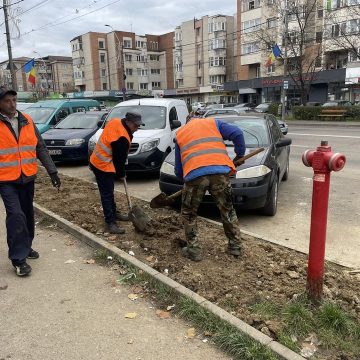 Pap Zsolt István: S-au efectuat ultimele plantări de arbori în zonele verzi din Baia Mare