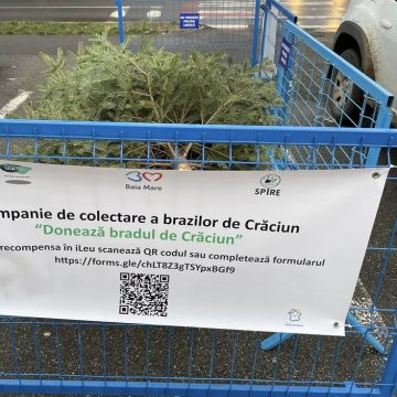 Campania de colectare a brazilor de Crăciun a fost prelungită în Baia Mare