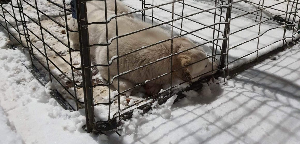 Acțiune de sterilizare a câinilor fără stăpâni în Sighetu Marmației