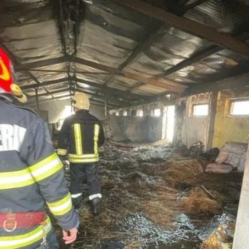 Incendiu la un adăpost de animale