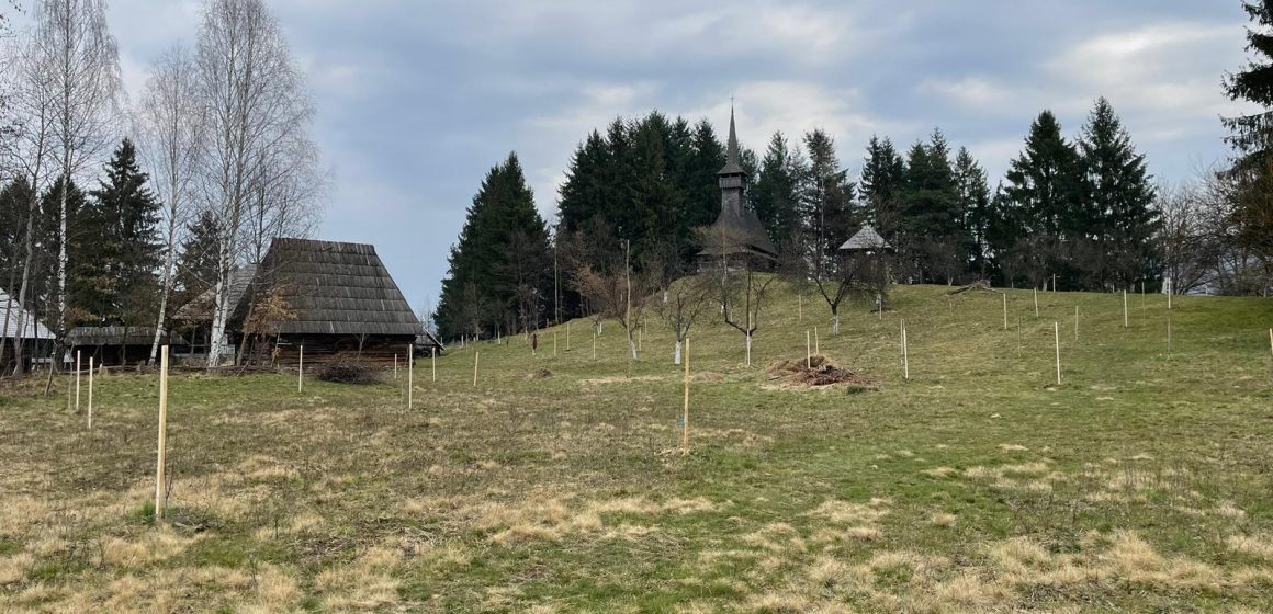 Săptămâna verde a început și la Muzeul satului maramureșean