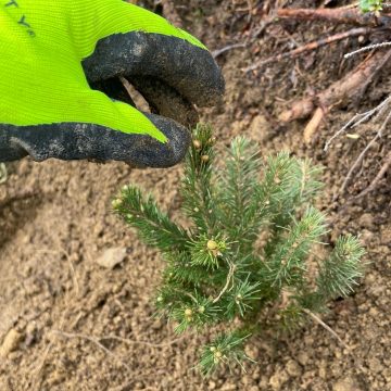Aproape 17 milioane de puieți plantați în campania de împăduriri de primăvară