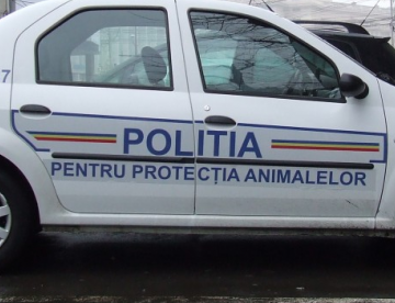 Reținut după ce și-a maltratat câinele Reținut după ce și-a maltratat câinele