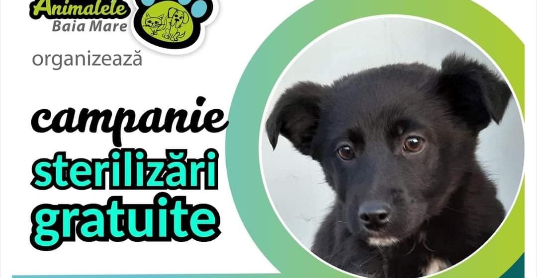 Campanie de sterilizare gratuită