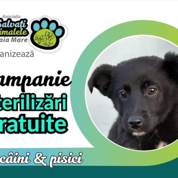 Campanie de sterilizare gratuită Campanie de sterilizare gratuită