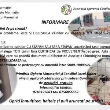 Continuă campania de sterilizare și microcipare a câinilor cu stăpân în Sighetu Marmației