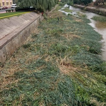 Se îndepărtează vegetația pe răul Săsar din Baia Mare