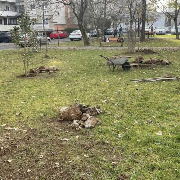 S-au plantat peste 400 de arbori, în diferite zone ale municipiului Baia Mare S-au plantat peste 400 de arbori, în diferite zone ale municipiului Baia Mare