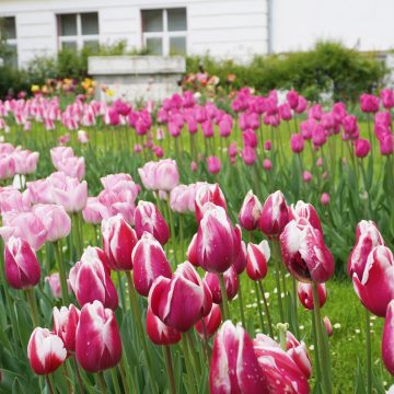 UBB: Record de vizitatori la Grădina Botanică UBB: Record de vizitatori la Grădina Botanică