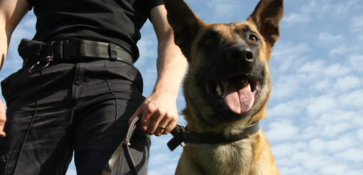 SĂRBĂTORIȚII ZILEI la I.P.J. Maramureș – câinii polițiști SĂRBĂTORIȚII ZILEI la I.P.J. Maramureș – câinii polițiști