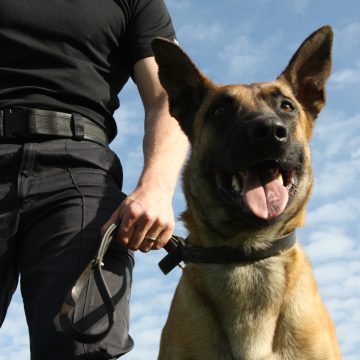 SĂRBĂTORIȚII ZILEI la I.P.J. Maramureș – câinii polițiști SĂRBĂTORIȚII ZILEI la I.P.J. Maramureș – câinii polițiști