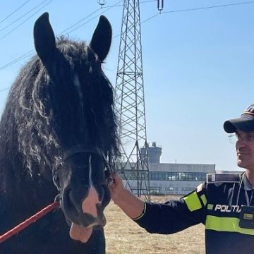 BAIA MARE: Controale ale polițiștilor de la Protecția Animalelor. S-au dat amenzi BAIA MARE: Controale ale polițiștilor de la Protecția Animalelor. S-au dat amenzi