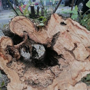 BAIA MARE: Niciun arbore sănătos nu a fost și nu va fi tăiat, dă asigurări Primăria BAIA MARE: Niciun arbore sănătos nu a fost și nu va fi tăiat, dă asigurări Primăria