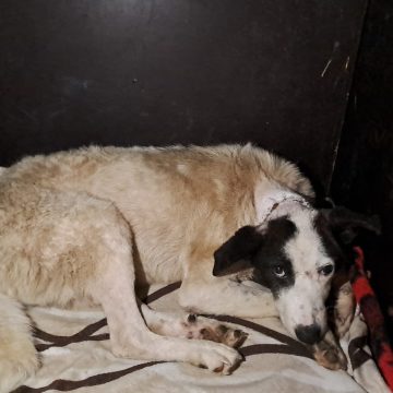 PROTECȚIA ANIMALELOR: Câine găsit cu o plagă infectată la gât. Proprietara a fost amendată