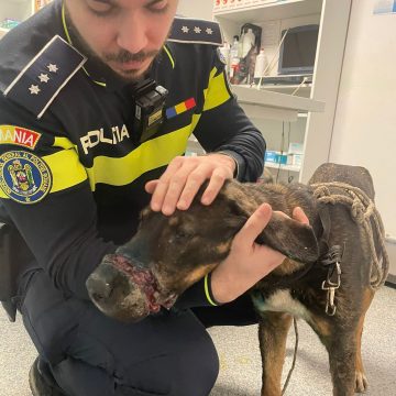 ACTE DE CRUZIME asupra unui câine în Băița de sub Codru