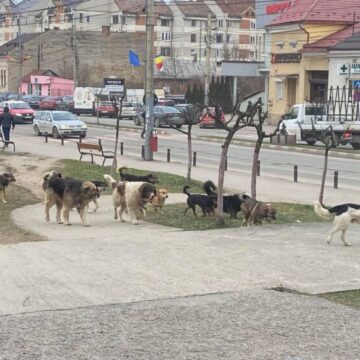 OROSZ KRISZTOFER: Pentru soluționarea problemei câinilor fără stăpân este nevoie de consens social