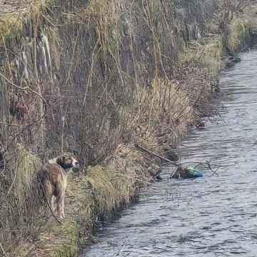 BAIA MARE: Intervenție a polițiștilor locali pentru salvarea unui câine blocat în albia râului Săsar