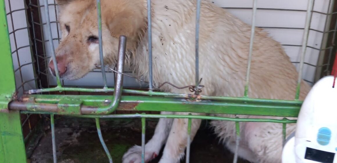 BAIA MARE: Cățelușă salvată din albia râului Săsar BAIA MARE: Cățelușă salvată din albia râului Săsar