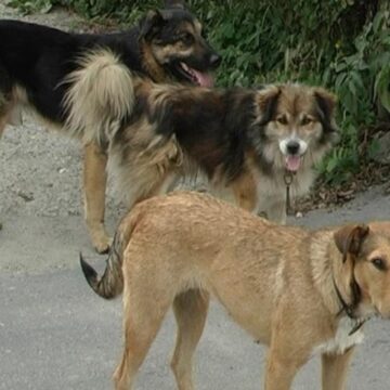 OCNA ȘUGATAG: Atac canin OCNA ȘUGATAG: Atac canin