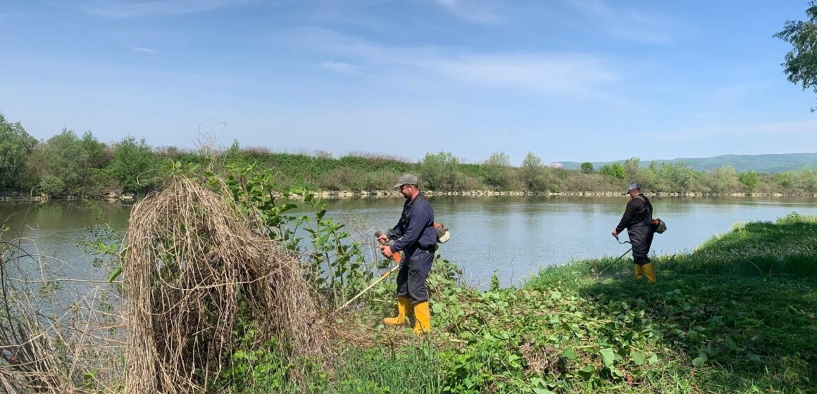 ACȚIUNE DE ECOLOGIZARE și întreținere pe malurile râului Someș  în zona Tăuții Măgherăuș