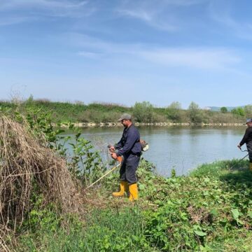 ACȚIUNE DE ECOLOGIZARE și întreținere pe malurile râului Someș în zona Tăuții Măgherăuș ACȚIUNE DE ECOLOGIZARE și întreținere pe malurile râului Someș în zona Tăuții Măgherăuș