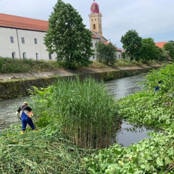 BAIA MARE: Lucrări de întreținere pe râul Săsar