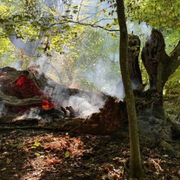 POMPIERII MARAMUREȘENI au acționat pentru lichidarea mai multor arderi necontrolate de vegetație uscată și litieră de pădure POMPIERII MARAMUREȘENI au acționat pentru lichidarea mai multor arderi necontrolate de vegetație uscată și litieră de pădure