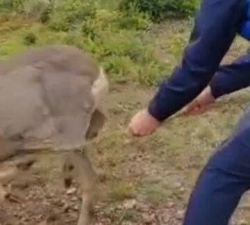 VIDEO: Căprioară salvată de jandarmii montani