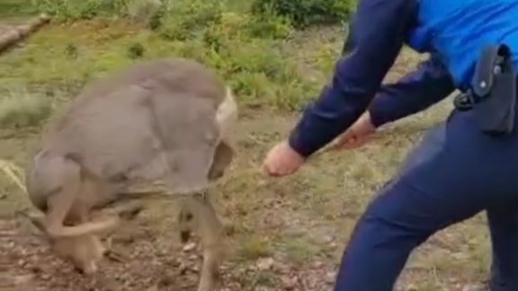 VIDEO: Căprioară salvată de jandarmii montani VIDEO: Căprioară salvată de jandarmii montani