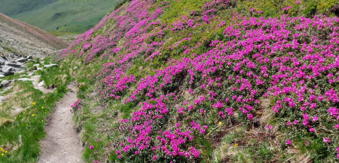 RHODODENDRONUL DIN MUNȚII RODNEI – admirat în siguranță alături de jandarmii montani RHODODENDRONUL DIN MUNȚII RODNEI – admirat în siguranță alături de jandarmii montani