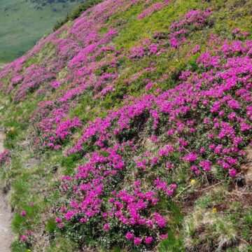 RHODODENDRONUL DIN MUNȚII RODNEI – admirat în siguranță alături de jandarmii montani
