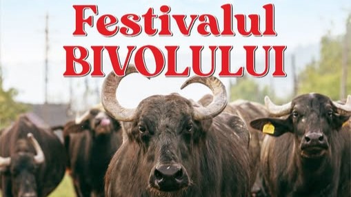 FESTIVALUL BIVOLULUI din Țara Lăpușului la cea de a 2-a ediție FESTIVALUL BIVOLULUI din Țara Lăpușului la cea de a 2-a ediție