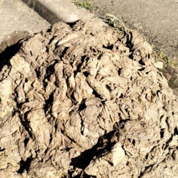 SEMNAL DE ALARMĂ! Utilizare necorespunzătoare a sistemului de canalizare în Baia Sprie, atenționează VITAL