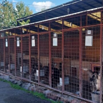 SIGHETU MARMAȚIEI: Continuă procesul de recenzare a câinilor pe raza municipiului SIGHETU MARMAȚIEI: Continuă procesul de recenzare a câinilor pe raza municipiului