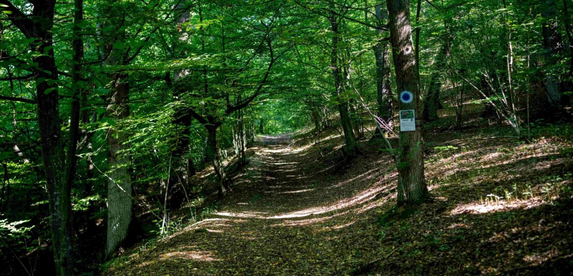 TRASEU TEMATIC REABILITAT: Crăiasca – o pădure cu poveste