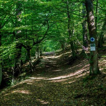 TRASEU TEMATIC REABILITAT: Crăiasca – o pădure cu poveste TRASEU TEMATIC REABILITAT: Crăiasca – o pădure cu poveste