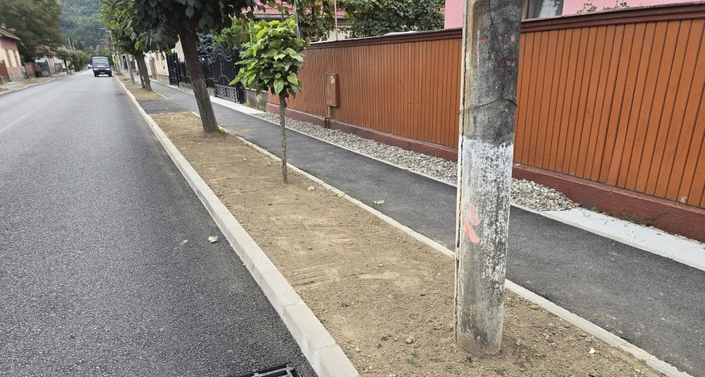 SIGHET: Se vor planta copaci ornamentali pe strada Eroilor, în cartierul Bogdan Vodă și în zona centrală SIGHET: Se vor planta copaci ornamentali pe strada Eroilor, în cartierul Bogdan Vodă și în zona centrală