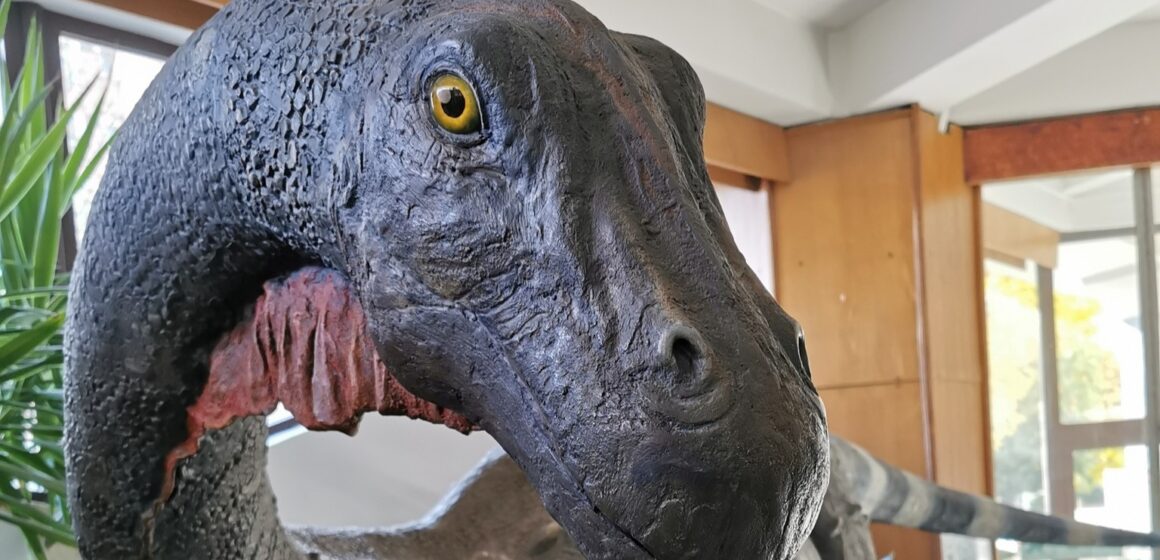 MUZEUL JUDEȚEAN DE MINERALOGIE: Expoziția „Ultimii dinozauri din Transilvania” rămâne deschisă MUZEUL JUDEȚEAN DE MINERALOGIE: Expoziția „Ultimii dinozauri din Transilvania” rămâne deschisă