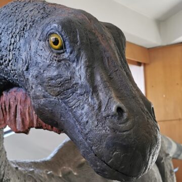 MUZEUL JUDEȚEAN DE MINERALOGIE: Expoziția „Ultimii dinozauri din Transilvania” rămâne deschisă MUZEUL JUDEȚEAN DE MINERALOGIE: Expoziția „Ultimii dinozauri din Transilvania” rămâne deschisă