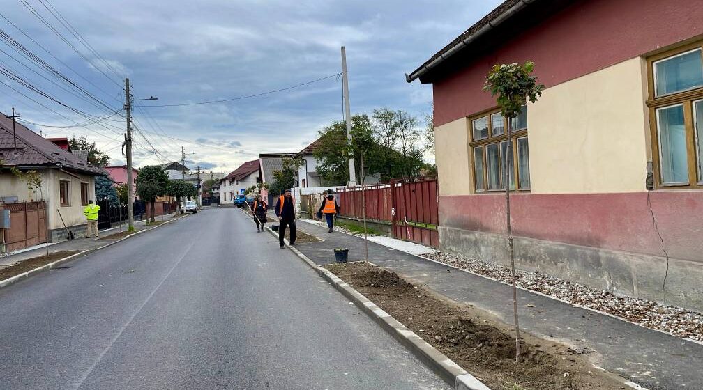 SIGHETU MARMAȚIEI: 120 de arbori ornamentali sunt plantați în aceste zile în mai multe zone SIGHETU MARMAȚIEI: 120 de arbori ornamentali sunt plantați în aceste zile în mai multe zone
