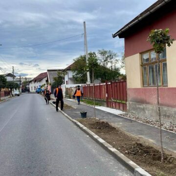 SIGHETU MARMAȚIEI: 120 de arbori ornamentali sunt plantați în aceste zile în mai multe zone SIGHETU MARMAȚIEI: 120 de arbori ornamentali sunt plantați în aceste zile în mai multe zone