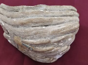 MUZEUL JUDEȚEAN DE ISTORIE: Exponatul lunii martie – Fragment de molar de mamut MUZEUL JUDEȚEAN DE ISTORIE: Exponatul lunii martie – Fragment de molar de mamut